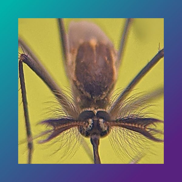 Mosquitos in Scotland: Friend and foe?