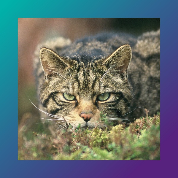 (Workshop) Can a zoo change how we feel about nature?