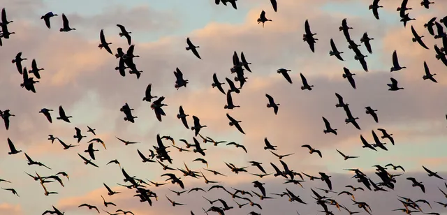 Words of the Wild: Changing Seasons